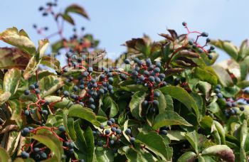 EA337060, Eastpress, Kos, Kreikka